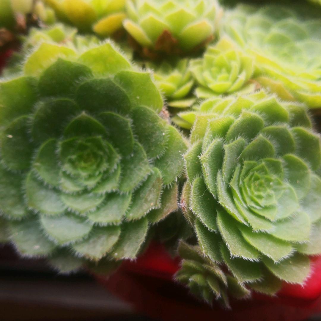 雾里花开