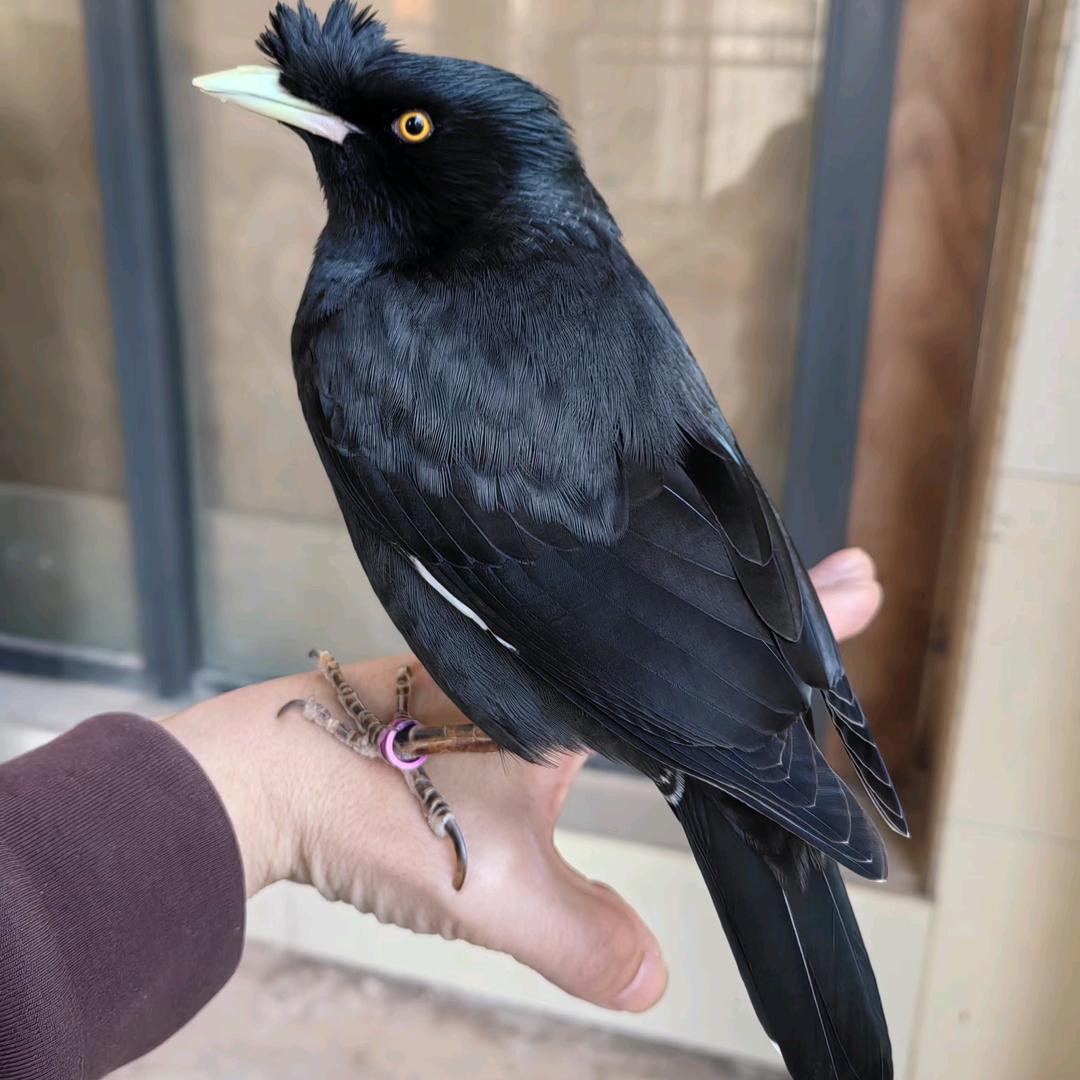 八哥·（莆田涵江吧）