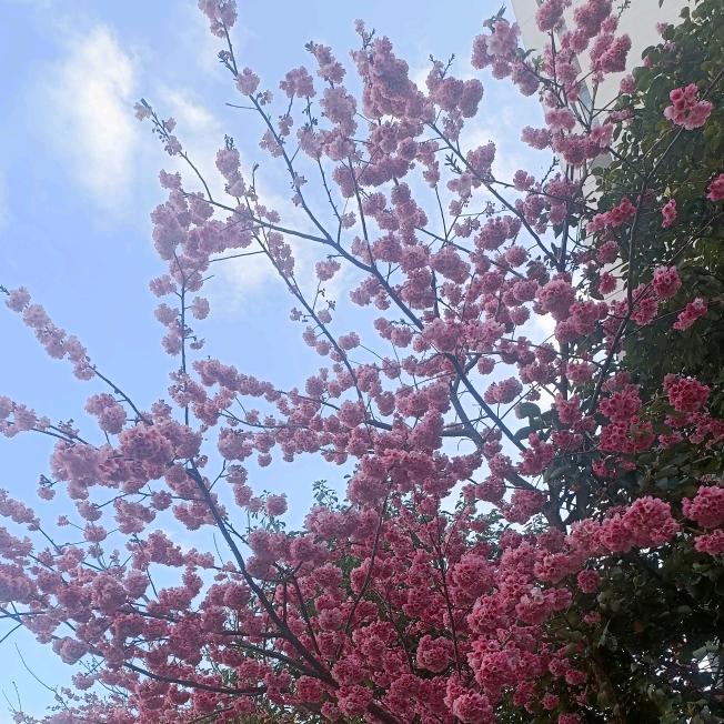 醴芸茶叶店张军