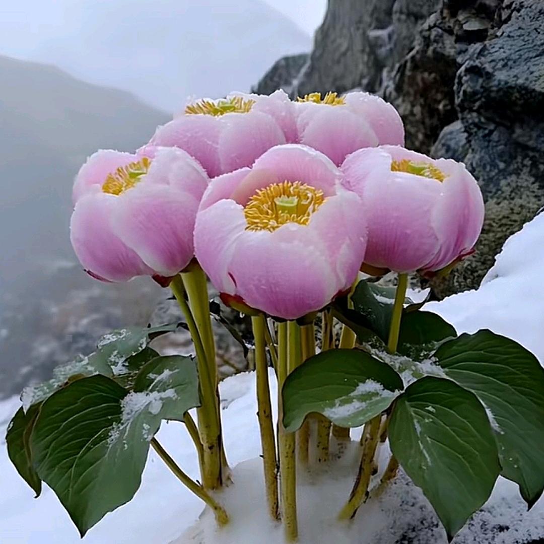 暖心🍒向阳