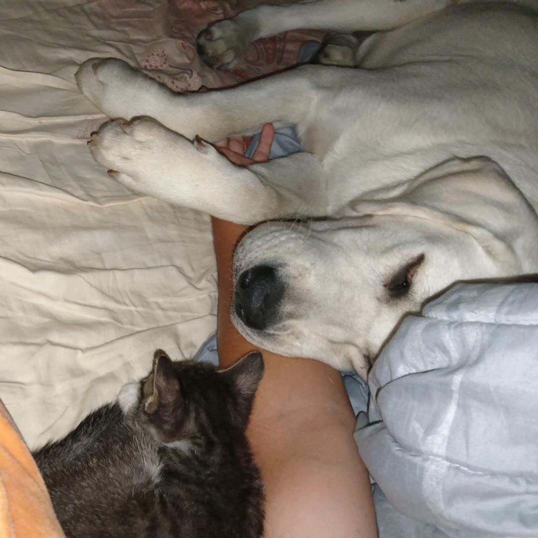 包子@馒头@花卷@珍珠