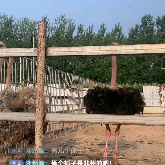 青山六哥：鸵鸟，养殖