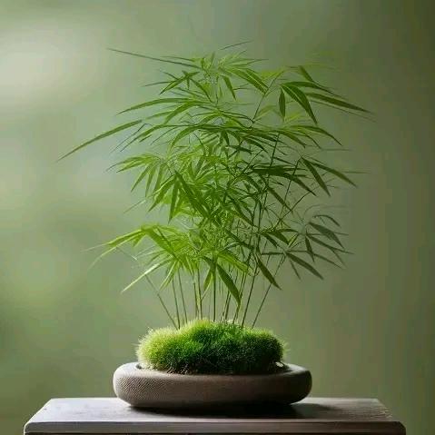 茵紫