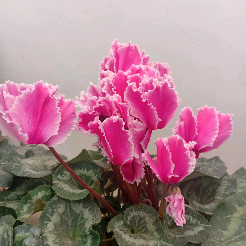 洋淇金属制品严选店