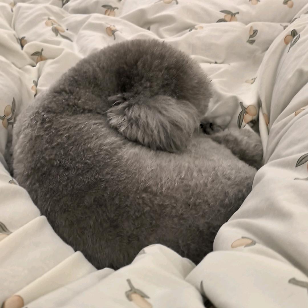 -橘温糖茶-