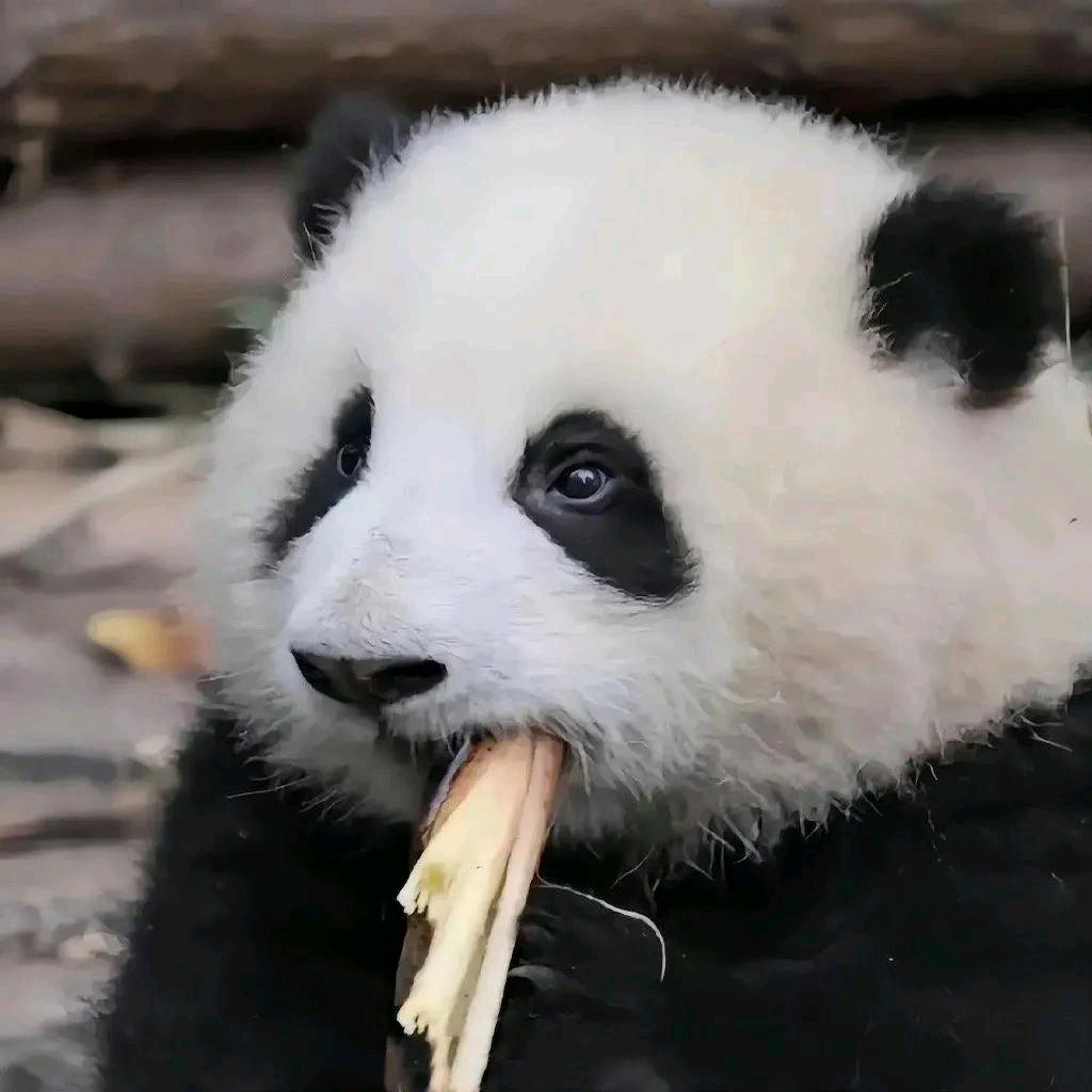 长夜乘风