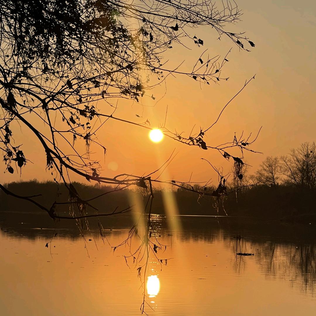 🌅葳蕤菡萏🌅