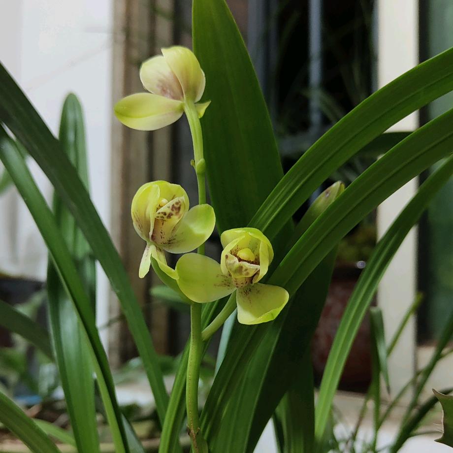 顺康驾校教练，军哥🍃🍃