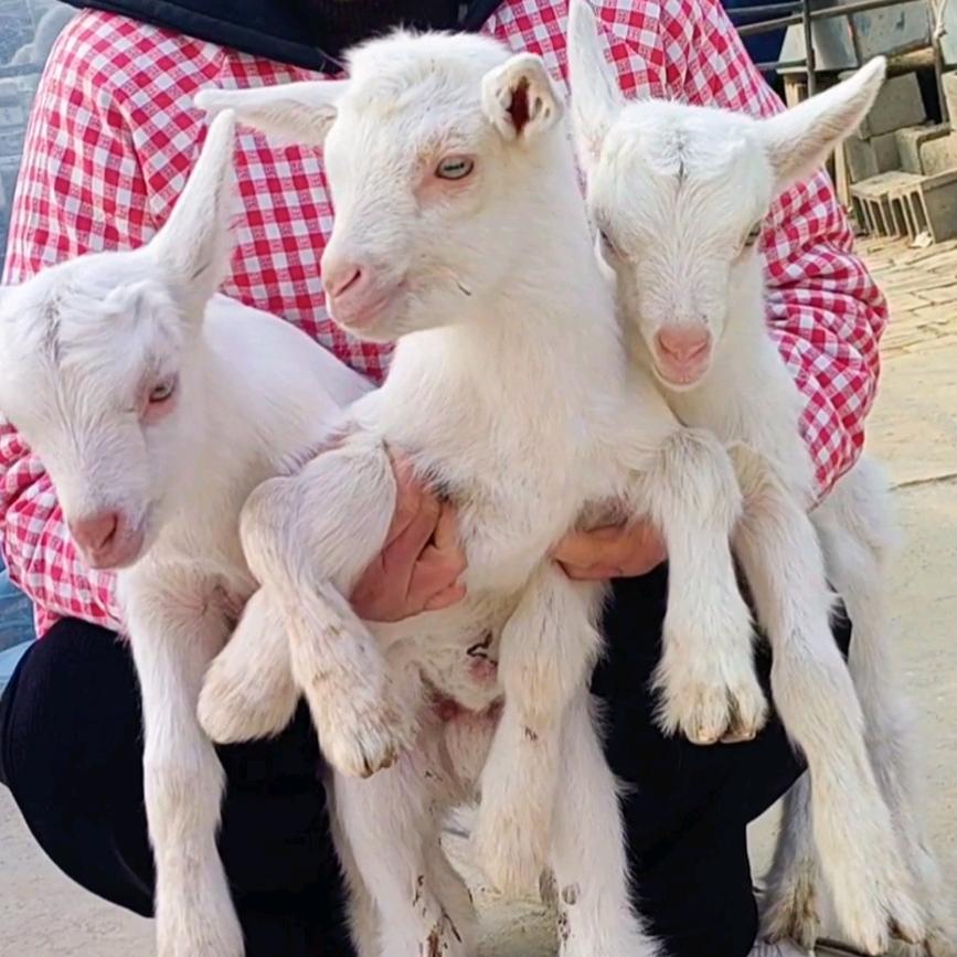 陕西富平奶山羊