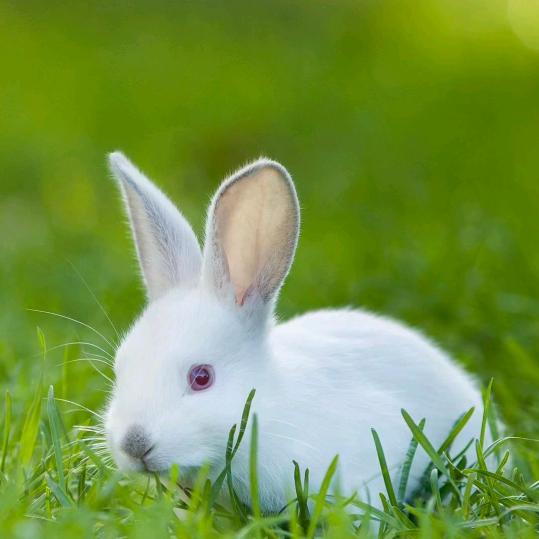 别丢了快乐，刚哥