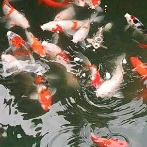 阳光明媚