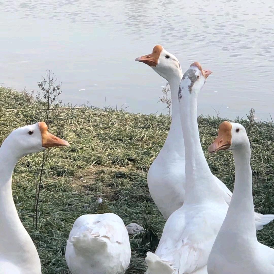 妖怪