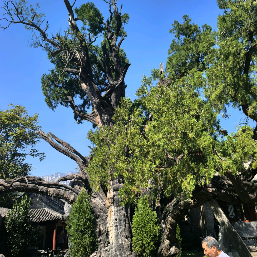 良玖小李