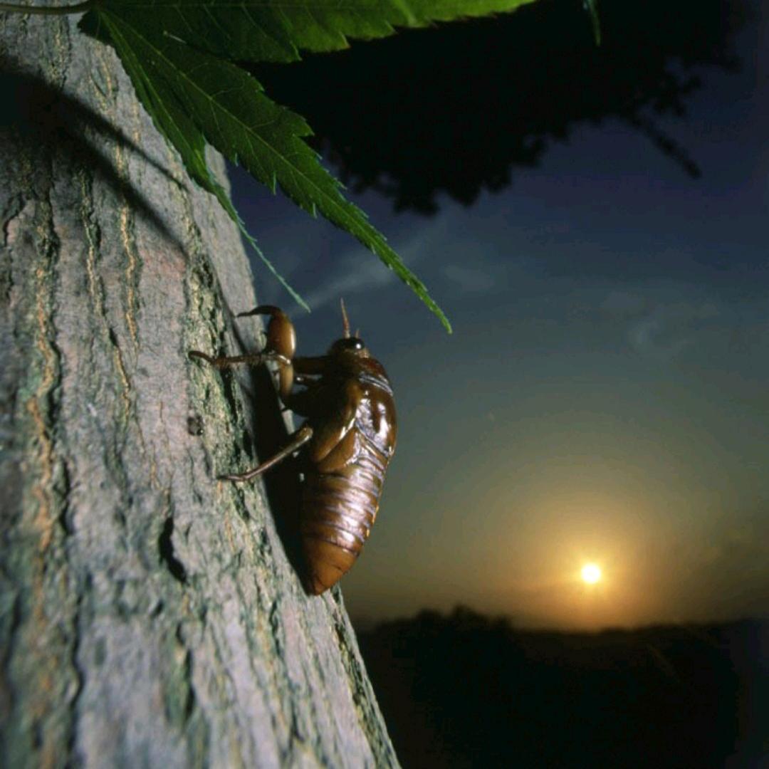 蝉