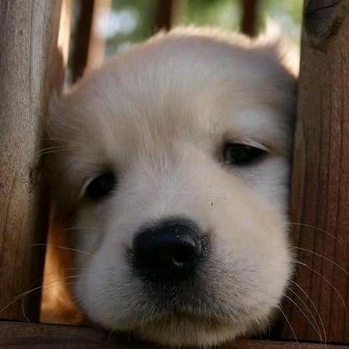 Echo_zzZ