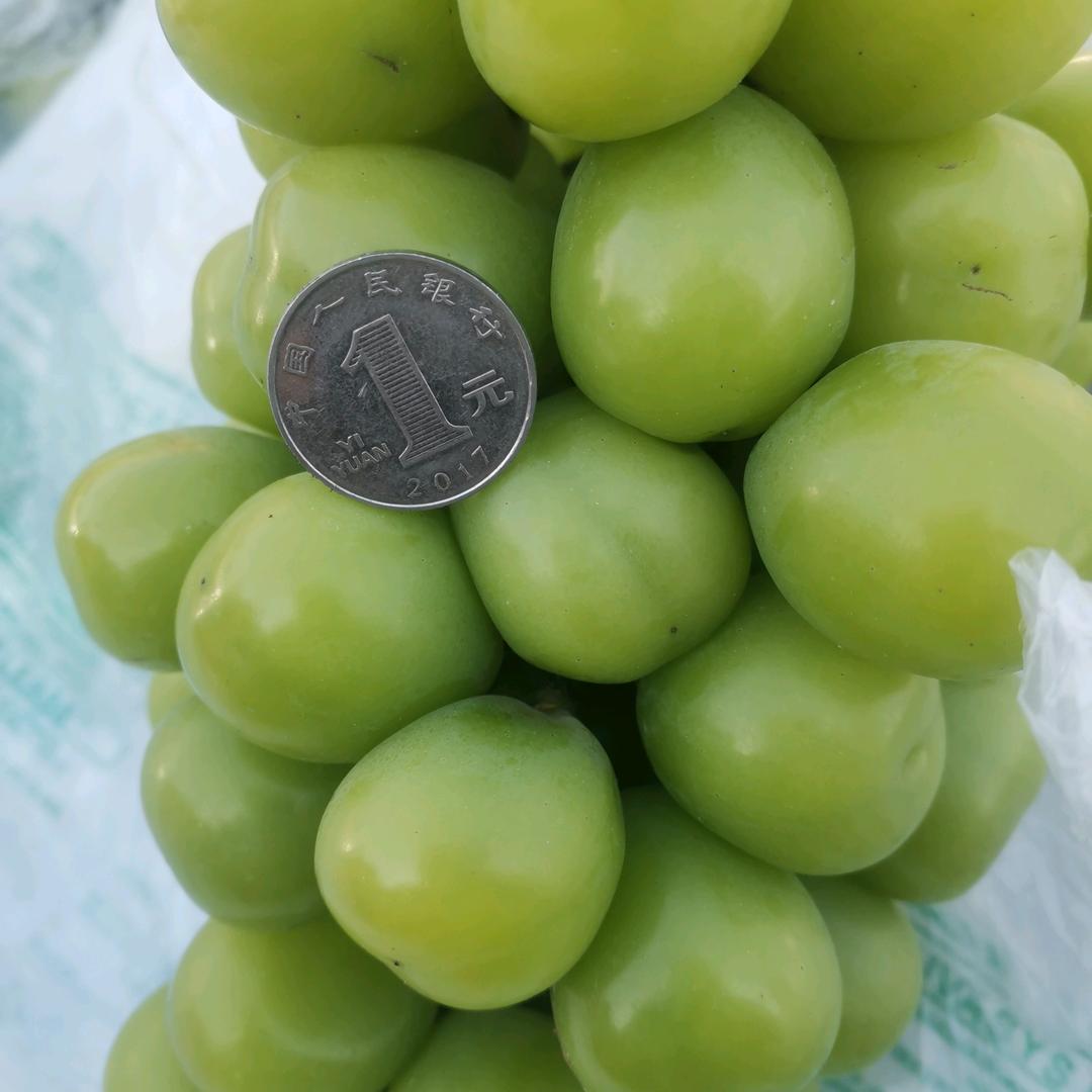 莱西市果蔬代收