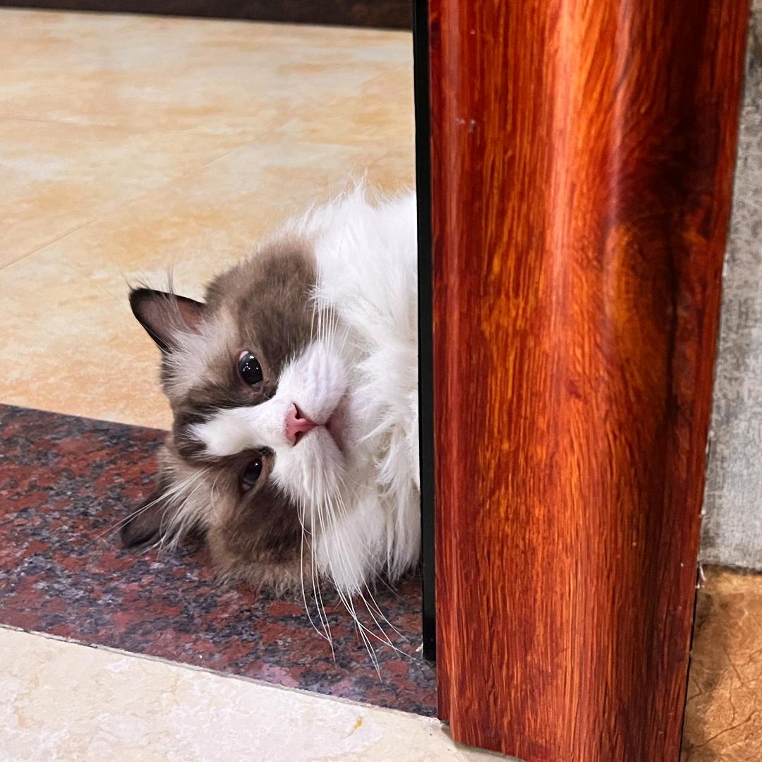 嘛哩嘛哩轰轰轰