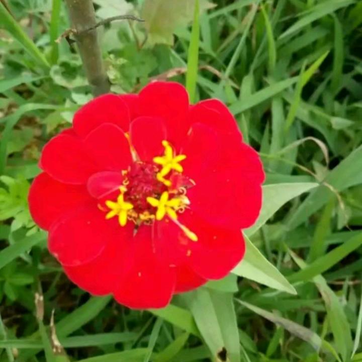 🌺带刺的玫瑰🌹