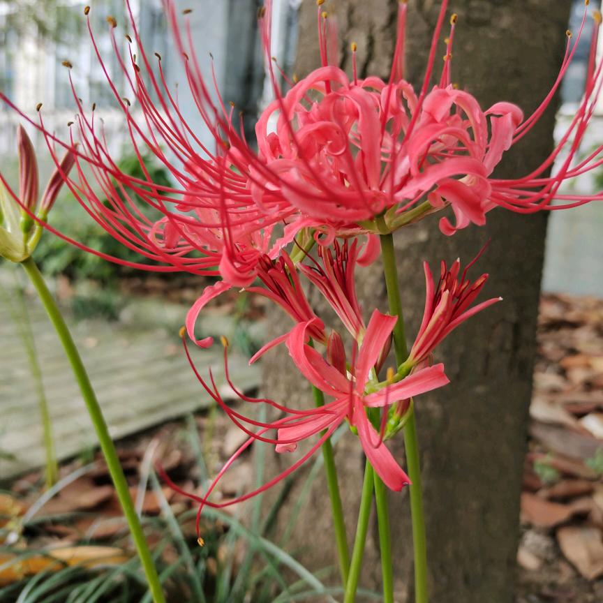 玲听细雨