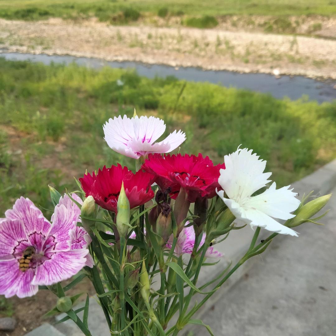 小沫儿
