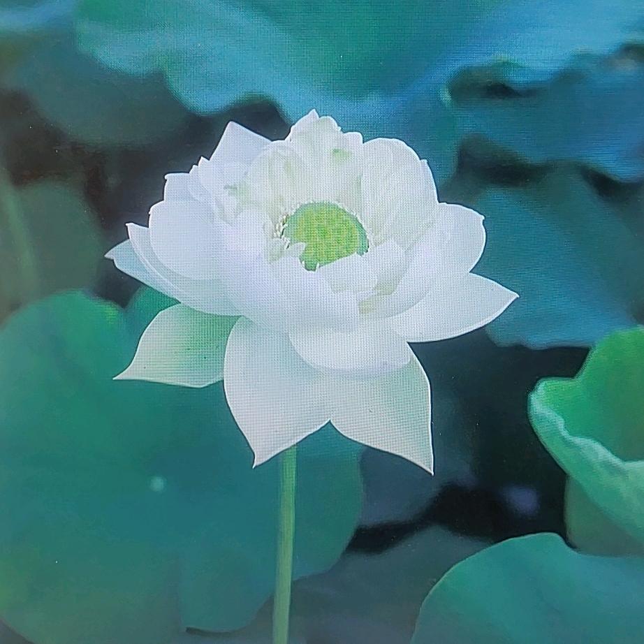 秦汉新城旁清妍