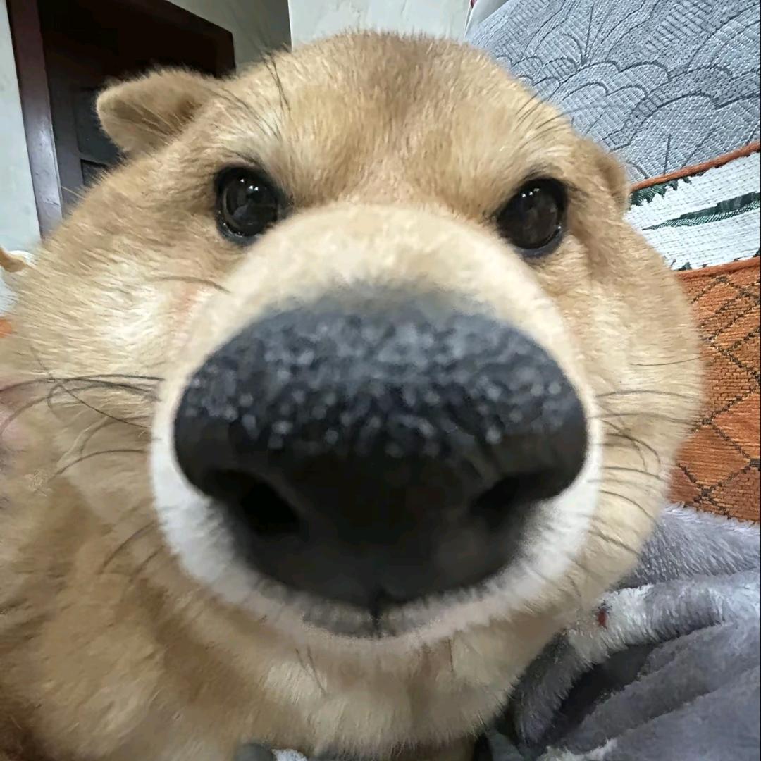 慕斯