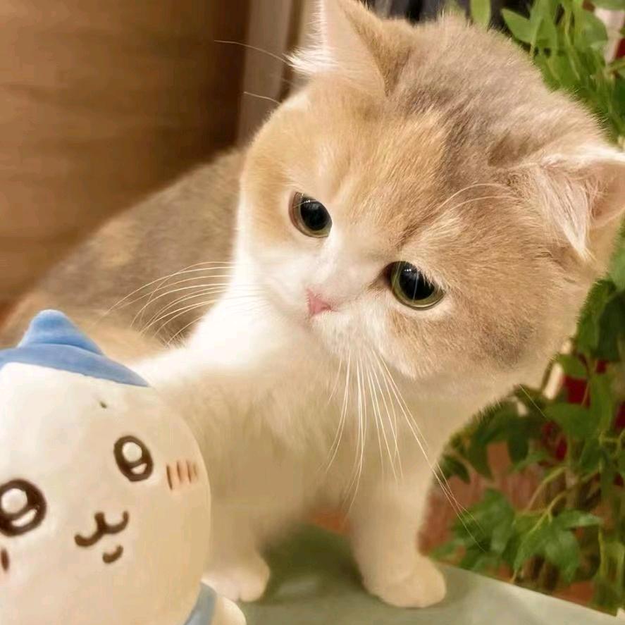 Kitty(๑• . •๑)