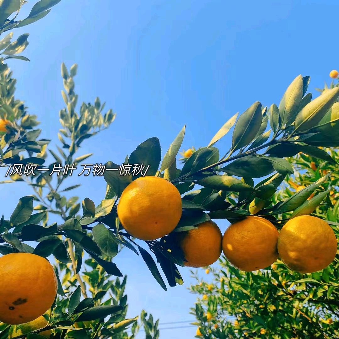 哥是妳的限量版