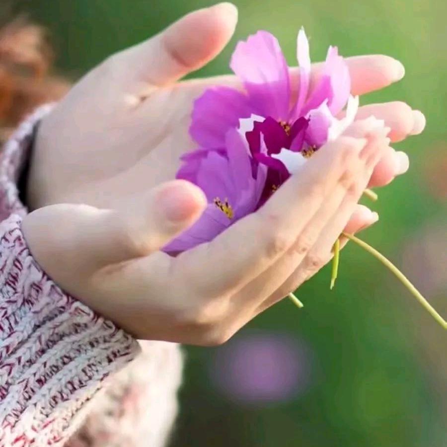 芝