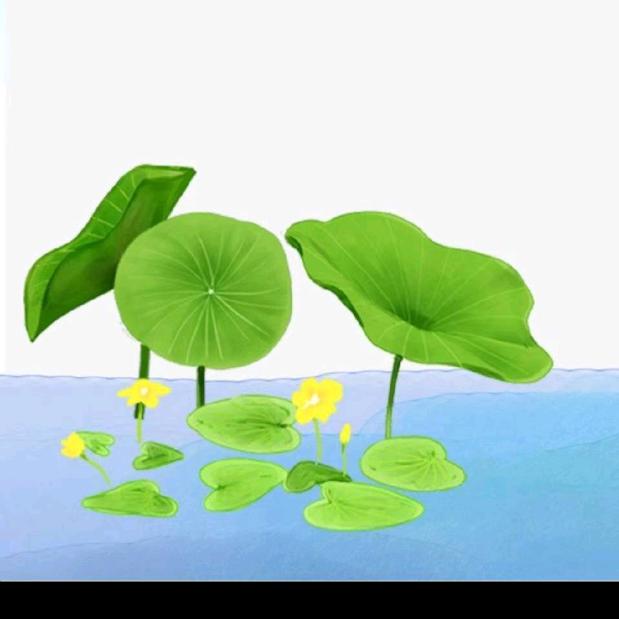 连理枝