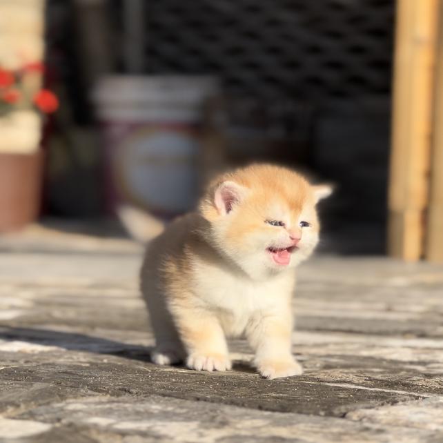 多福小院的猫