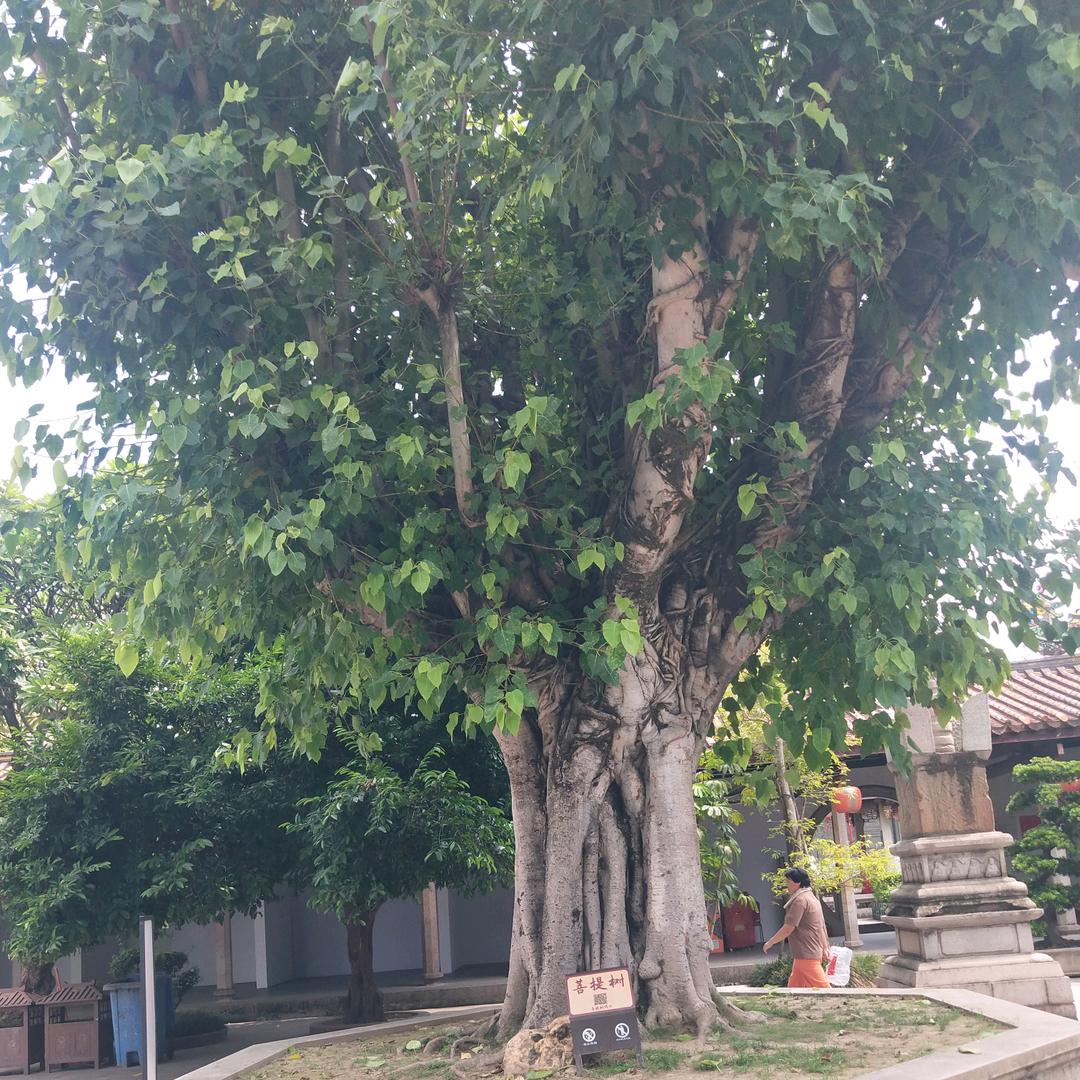 孚中雄(不定时直播