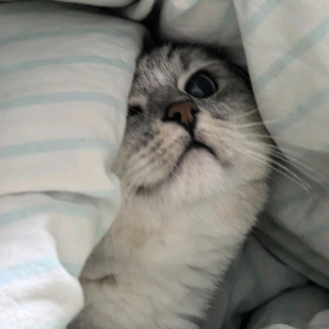 炒焖饼