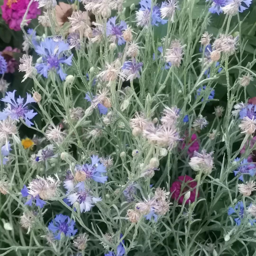 思念....