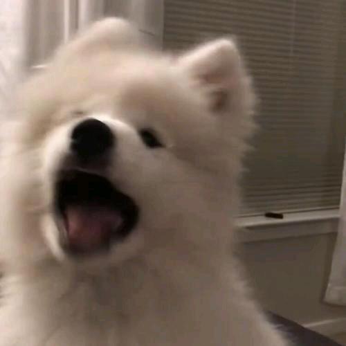 江添