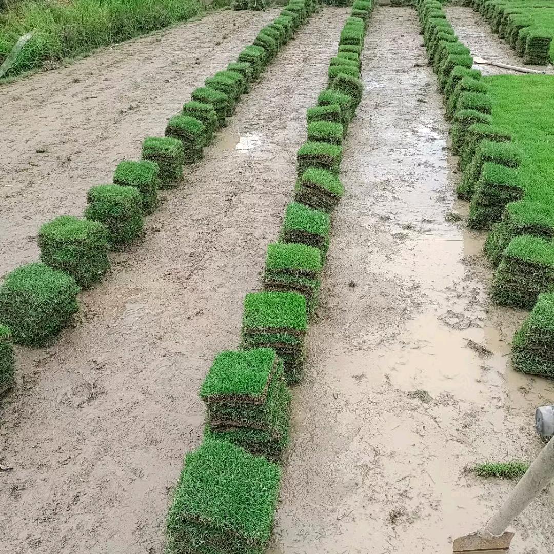 潮州市金石草皮草坪台湾草绿化工程