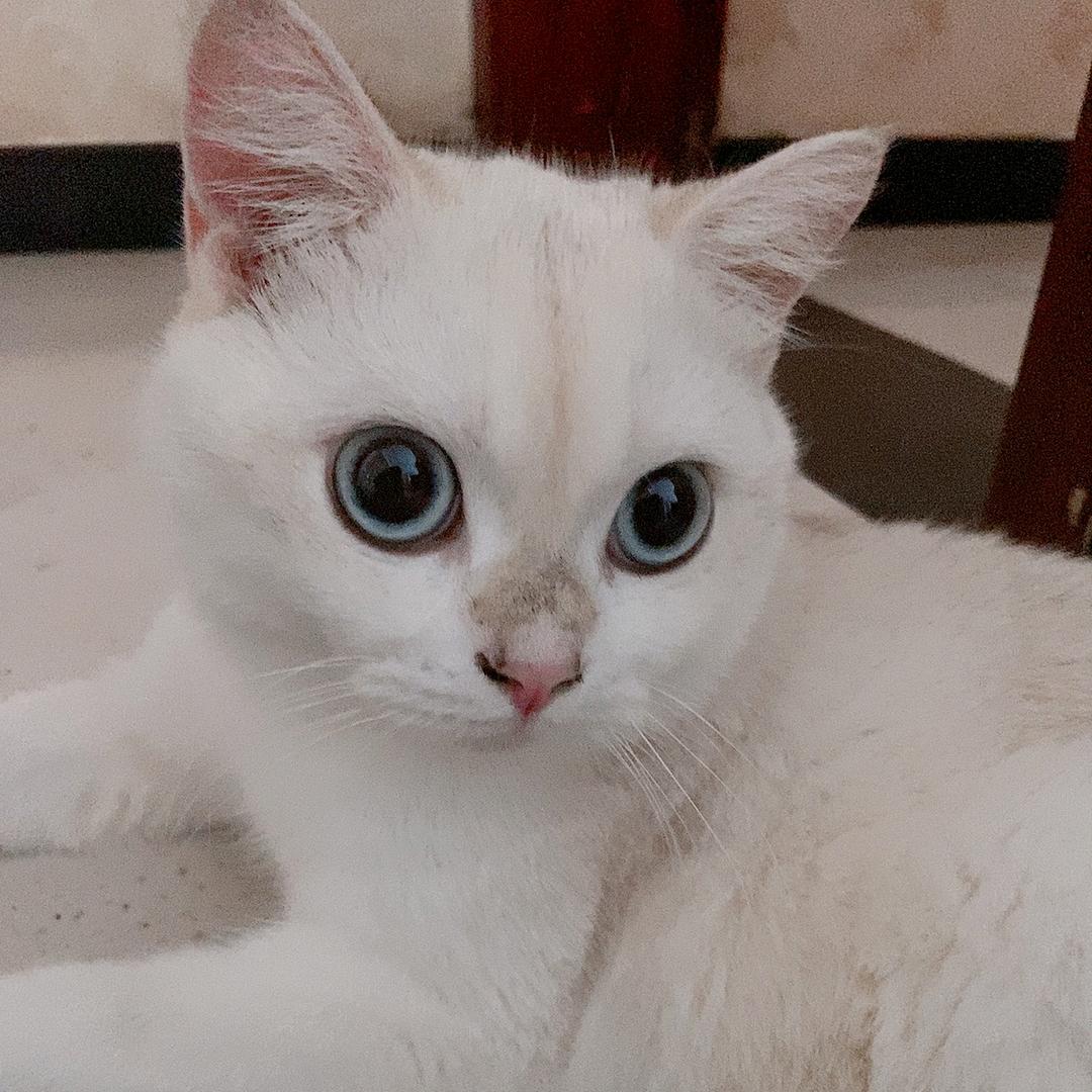 小猫多多