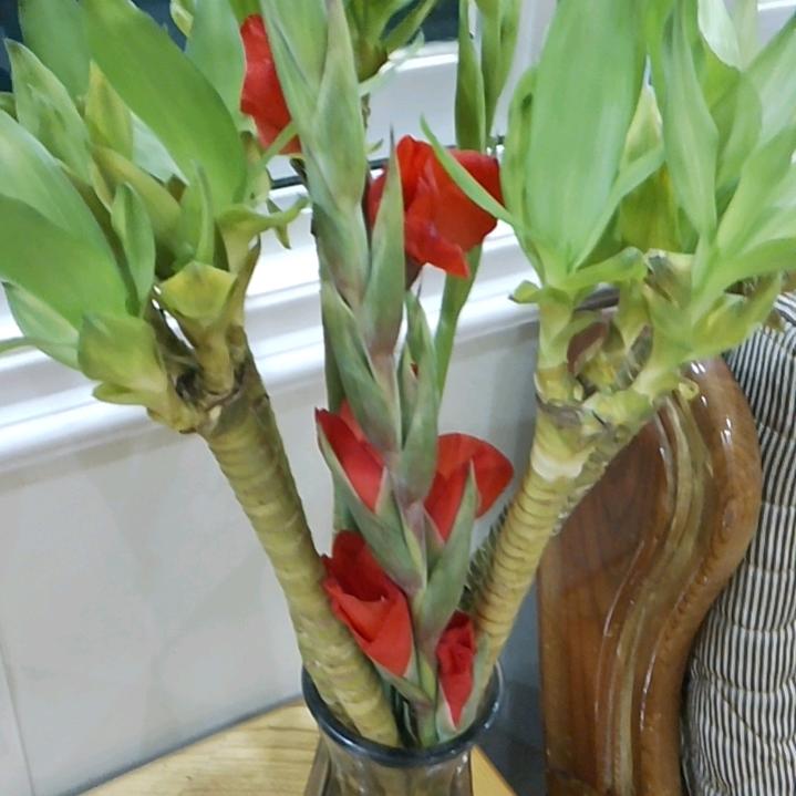 张豆豆