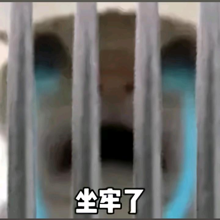 鼠鼠要猛攻清图(三角洲)