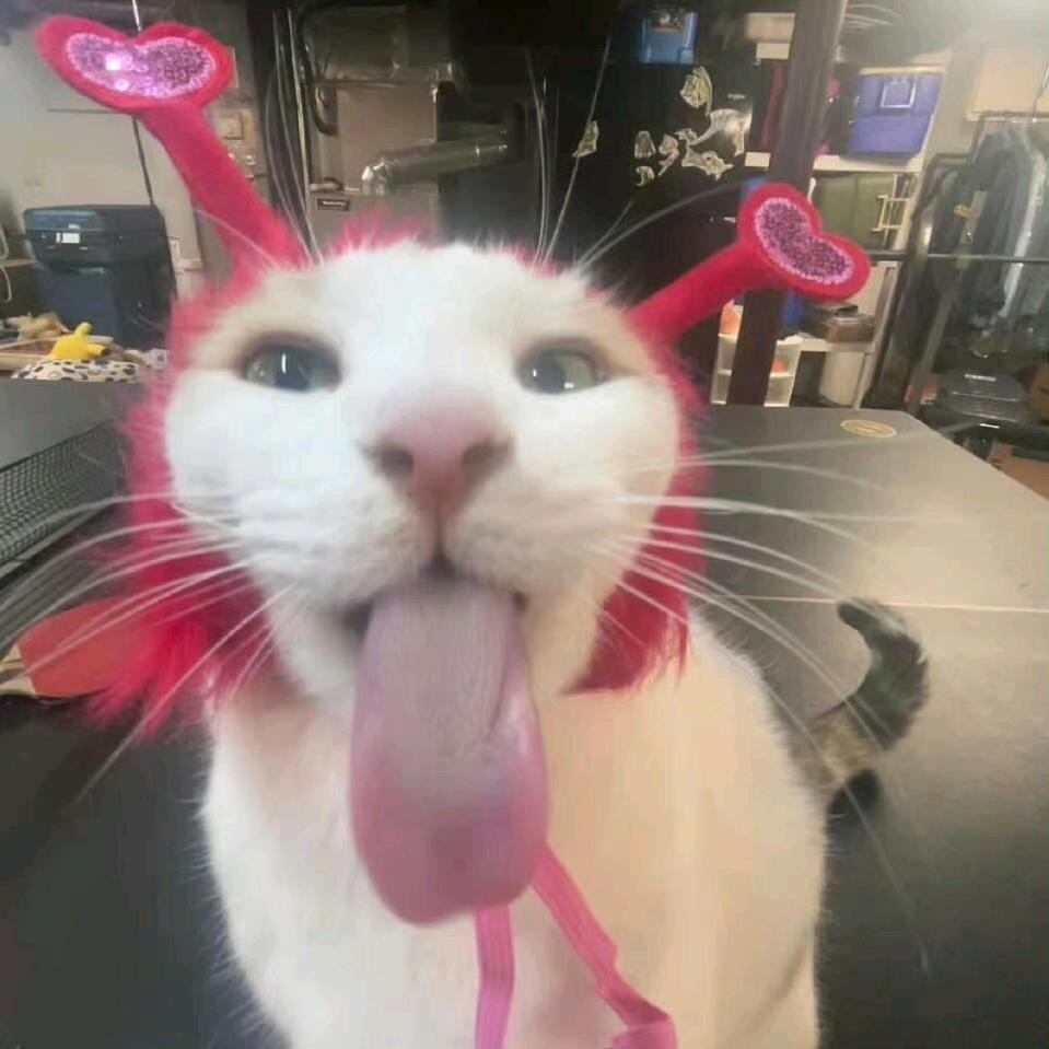 鱼鱼
