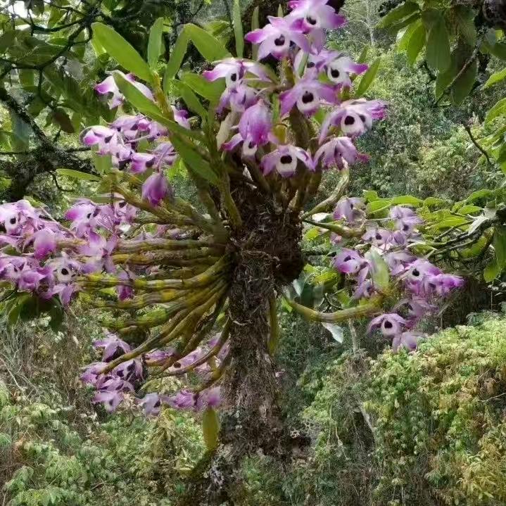 独龙江盆景花卉