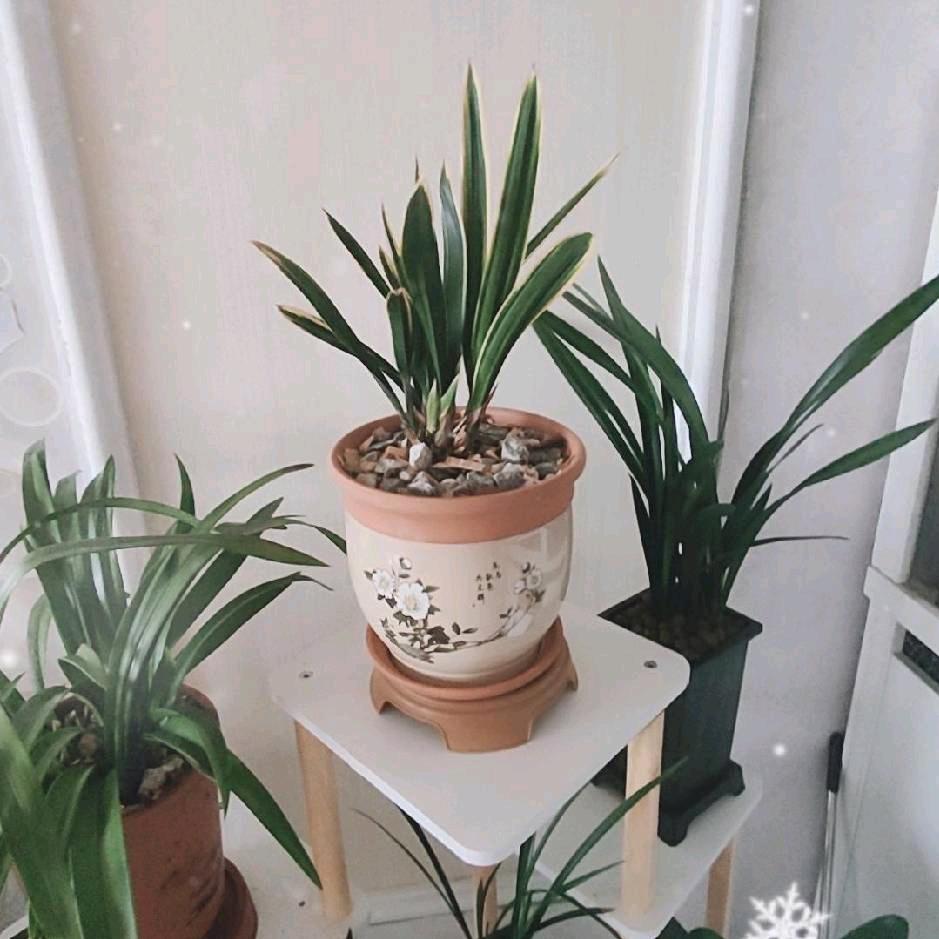 努力