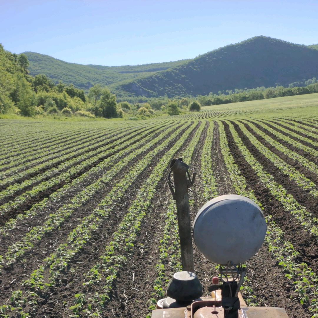 内蒙三农人阿李