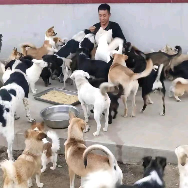 豆包和他的流浪狗狗们
