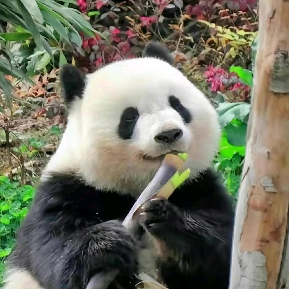 ￡吃货一只