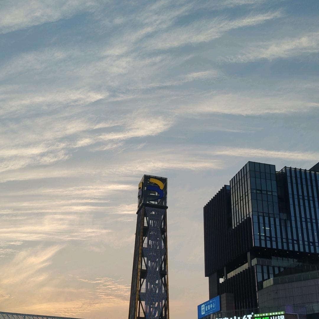 云杉