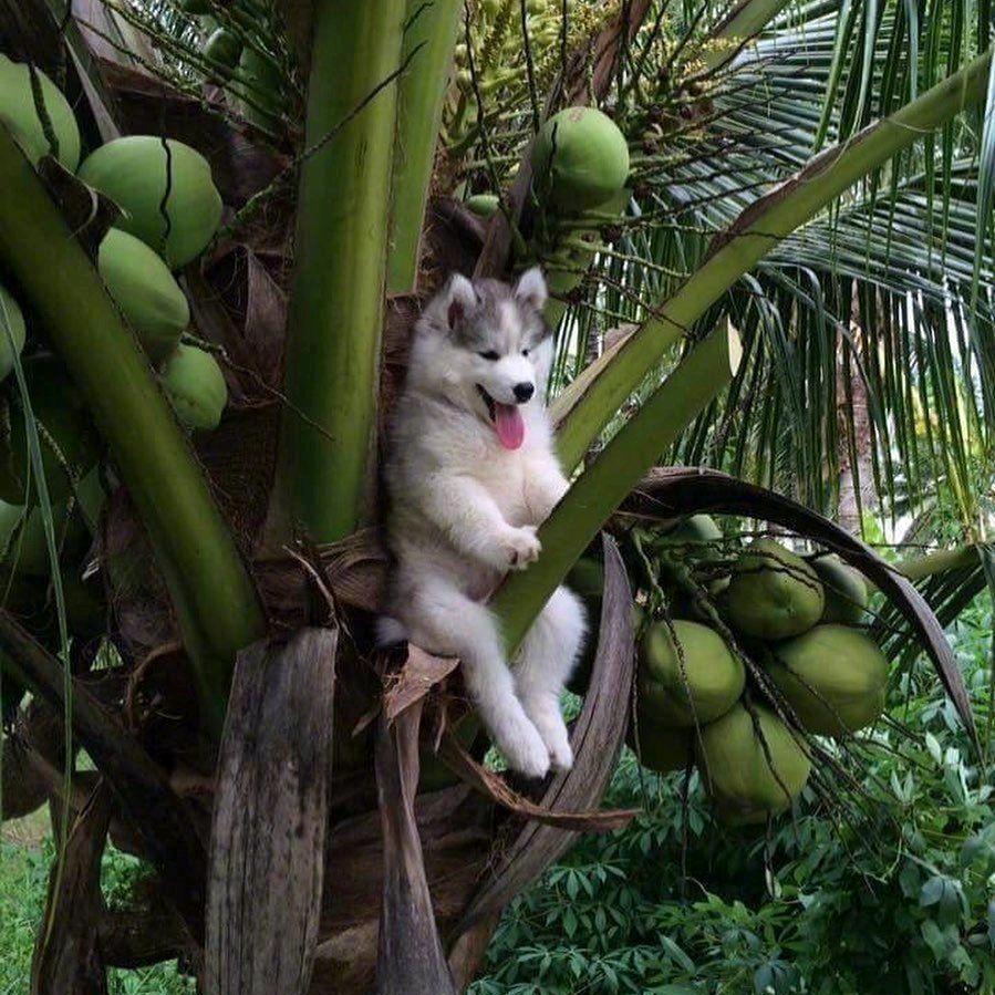 恙头像