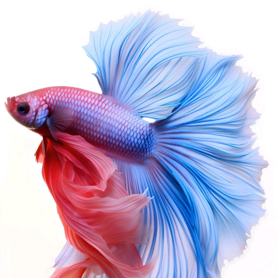 🦋魚擺擺🦋⁷⁰⁹