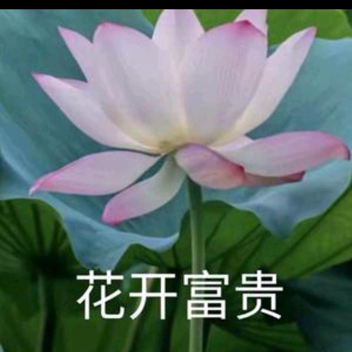 情感小夏