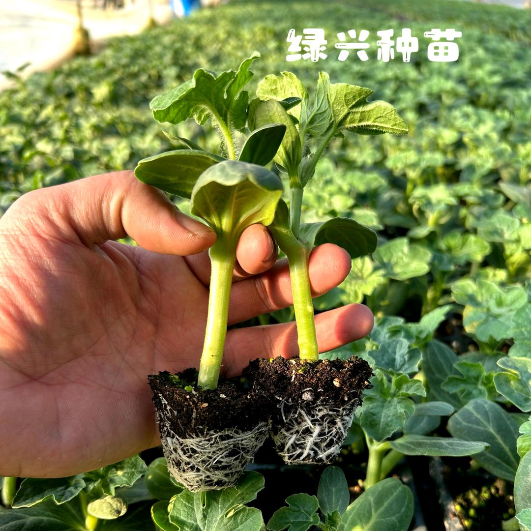 绿兴育苗新技术